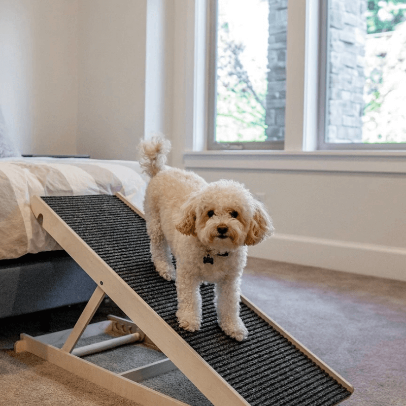 CanineComfort™ Canine Climber